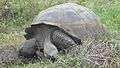 A gigantic galapagos tortuga on the island of santa cruz.JPG