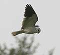 Black-shouldered Kite (Elanus caerculeus)- Hovering near Hodal I Picture 2187.jpg