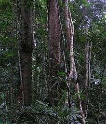 Daintree Yağmur Ormanları, Queensland, Avustralya.