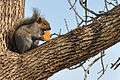 Eastern Gray Squirrel In Chicago.jpg