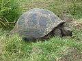 Gigantic Turtle on the Island of Santa Cruz in the Galapagos.JPG