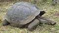 Gigantic galapagos turtle on the island of santa cruz.JPG