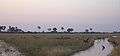 Group-of-Lechwe-at-dawn.jpg