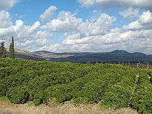 Hillside of lemon orchard in Galilee.