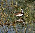 Pheasant-tailed Jacana (Hydrophasianus chirurgus)- Breeding in Hyderabad, AP W IMG 7612.jpg