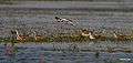 Pheasant-tailed Jacanas (Non-breeding) at Purabasthali I IMG 1569.jpg